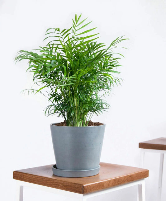 15 Seeds - Parlor Palm Chamaedorea elegans - Indoor House Plant - GroCo - Free Shipping