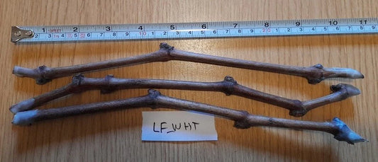 Grape Vines Cuttings - Ladyfingers White Variety - 3 Plant Cuttings - Vitis vinifera