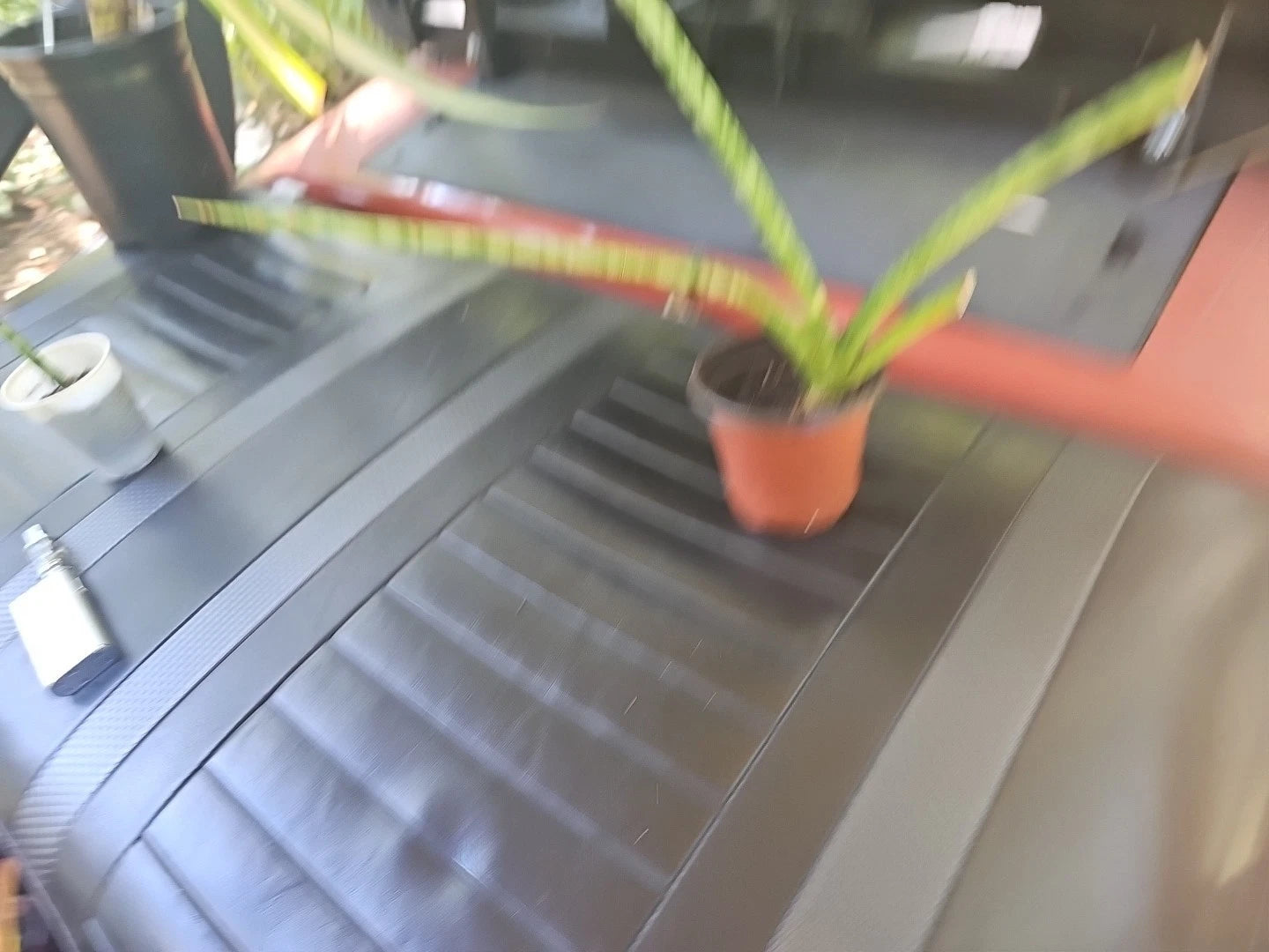 Baby Sansevieria cylindrica Snake Plant, African Spear, Small Indoor Plant, Low Light, Air Purifying Houseplant