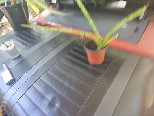 Baby Sansevieria cylindrica Snake Plant, African Spear, Small Indoor Plant, Low Light, Air Purifying Houseplant