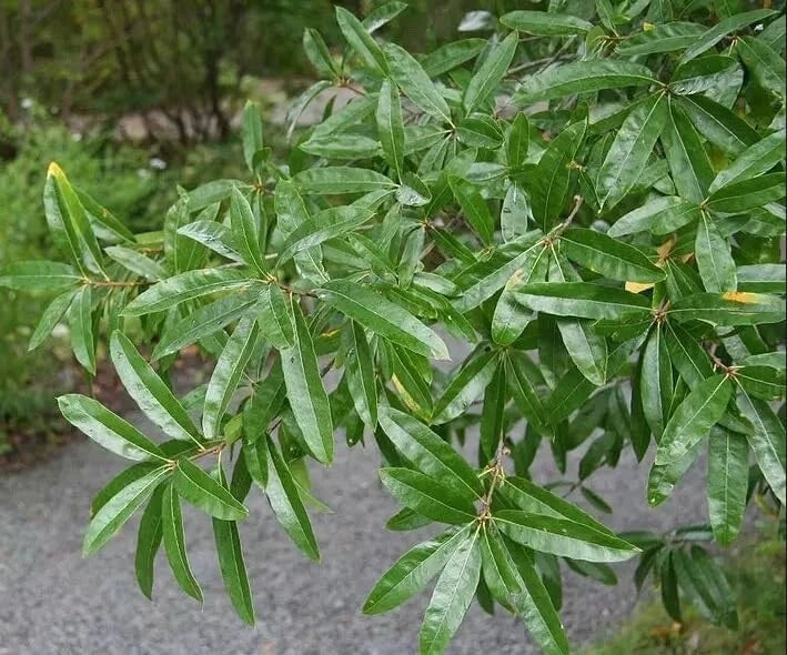 Willow Oak Tree Seeds - 10 Pack - Quercus phellos - Native Hardwood Tree Seeds