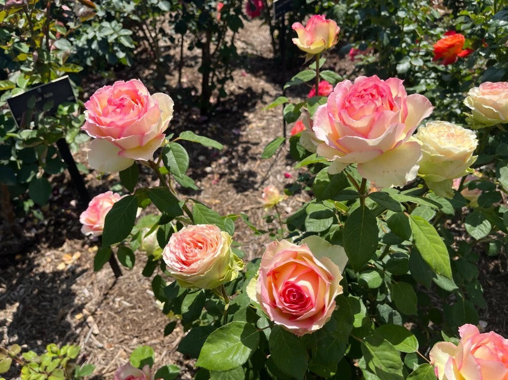 Hybrid Tea Rose Bare Root Plant, Euphoria Variety, 2 Years Old, Ideal for Bouquets, Rosa hybrid