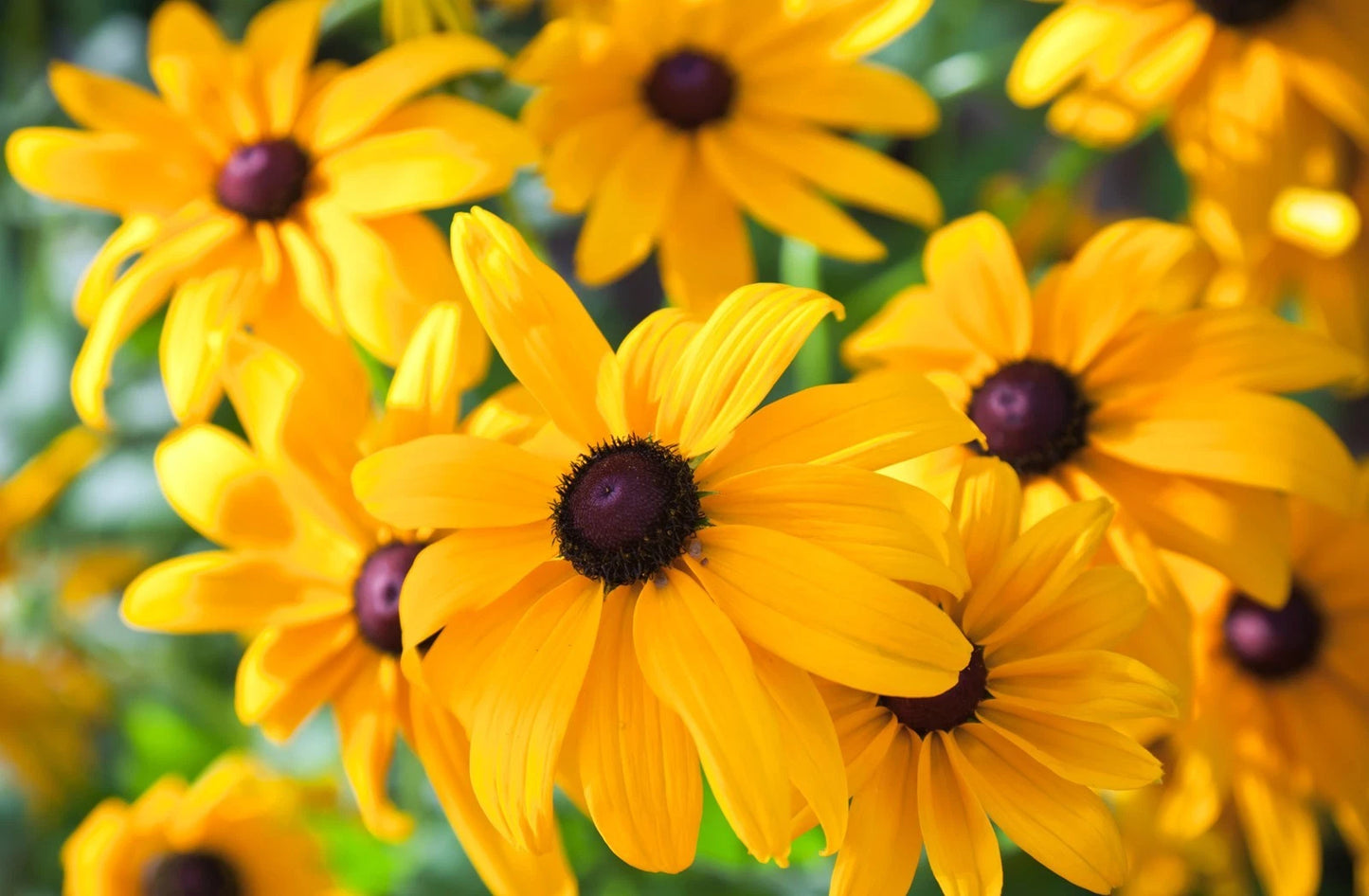 Black Eyed Susan Seeds - Heirloom Non-GMO Perennial Flower - Rudbeckia