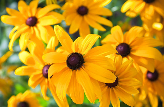 Black Eyed Susan Seeds - Heirloom Non-GMO Perennial Flower - Rudbeckia