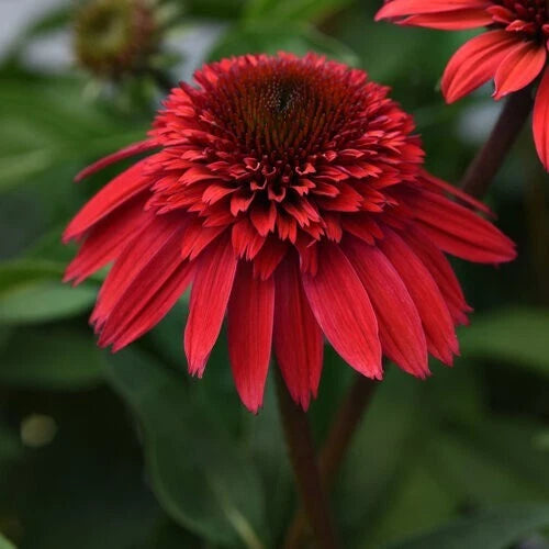 50 Echinacea Flower Seeds - Delux Coneflower, Perennial Bloom, Vibrant Colors, Easy to Grow