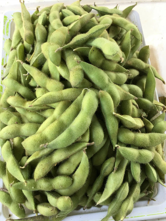 Midori Giant Edamame Seeds - 40 Pack - Japanese Soybeans - Glycine max