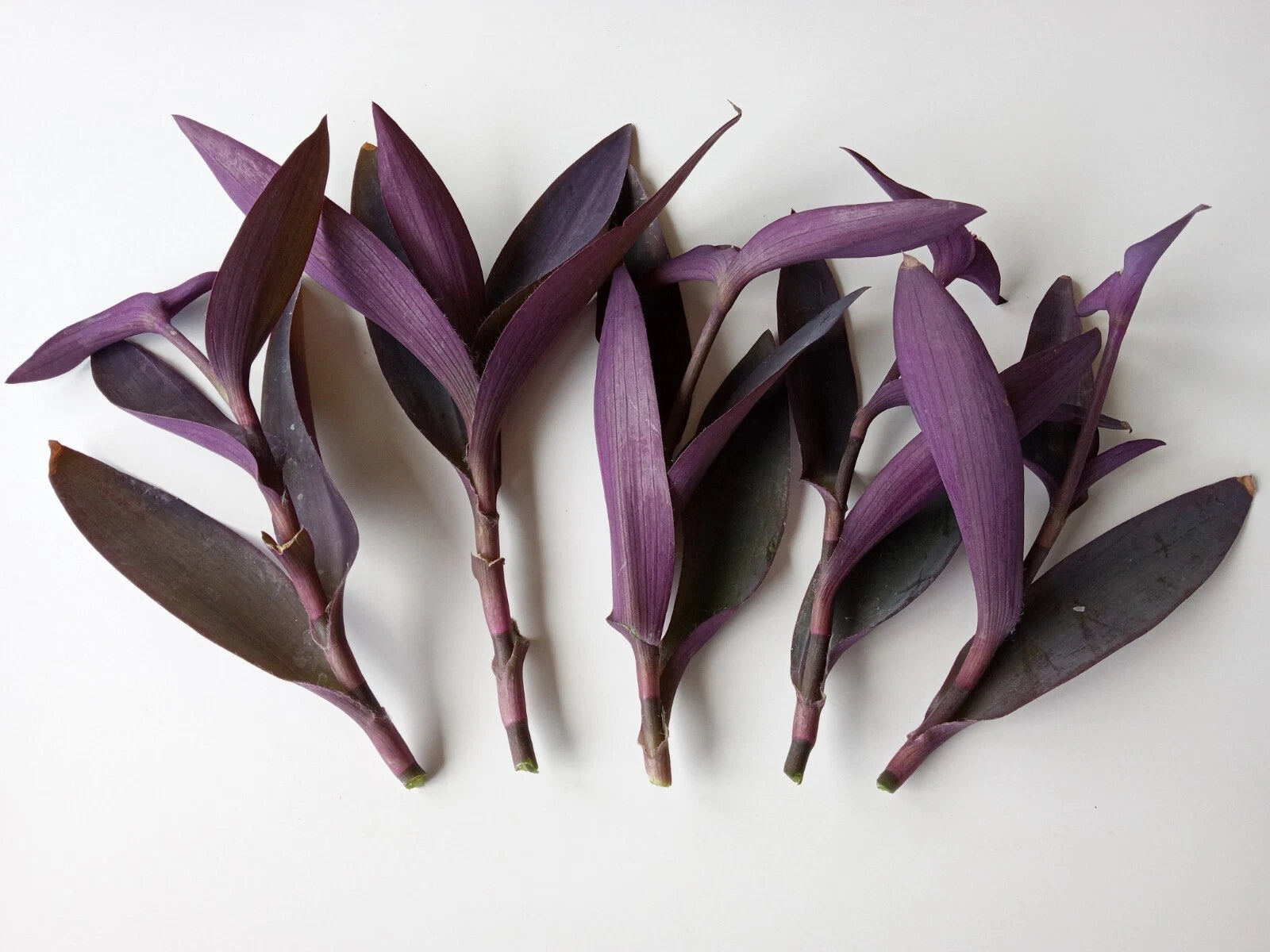 Large Purple Heart Tradescantia Pallida Cuttings - 5 Live Perennial Plant Cuttings Ready to Grow
