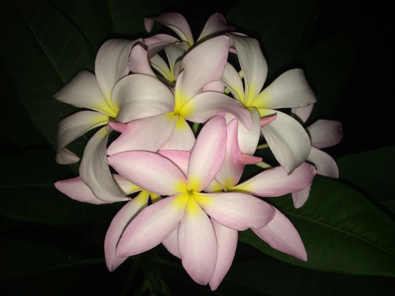 Slaughter Pink Plumeria Cutting - 9" to 12" Fresh Plant Propagation - Frangipani Cutting for Gardening