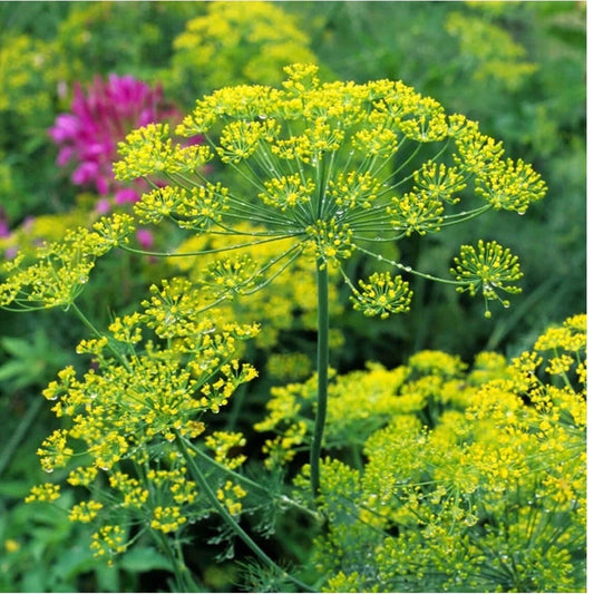 Dill Herb Bouquet | 50+ Heirloom Non-GMO Organic | Anethum graveolens | USA