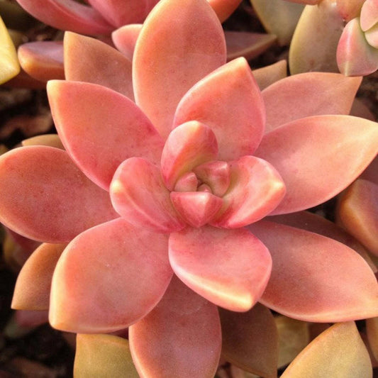 GraptoSedum California Sunset - 3" Diameter Rooted Plant - Succulent, Colorful Foliage, Indoor/Outdoor Garden Decor