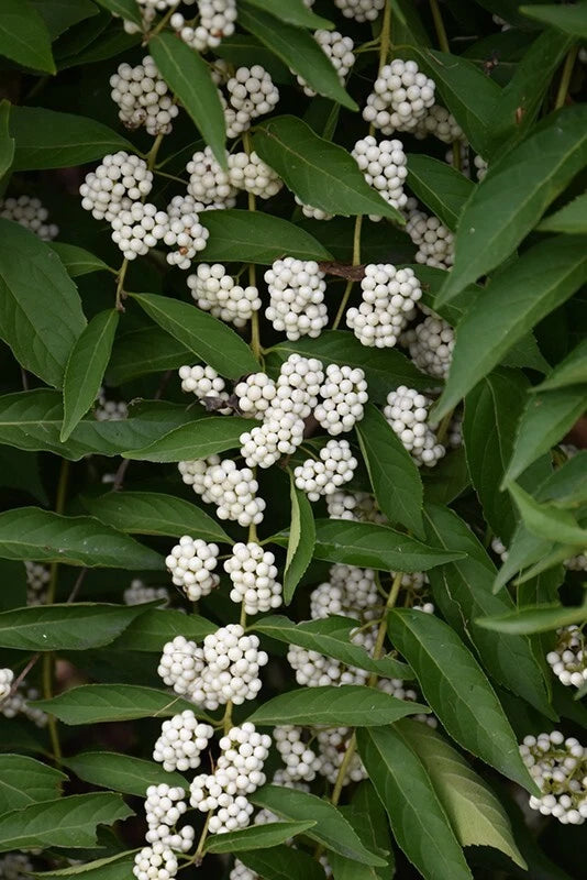 White American Beautyberry Cuttings | Callicarpa americana lactea | 3 Premium Cuttings for Planting