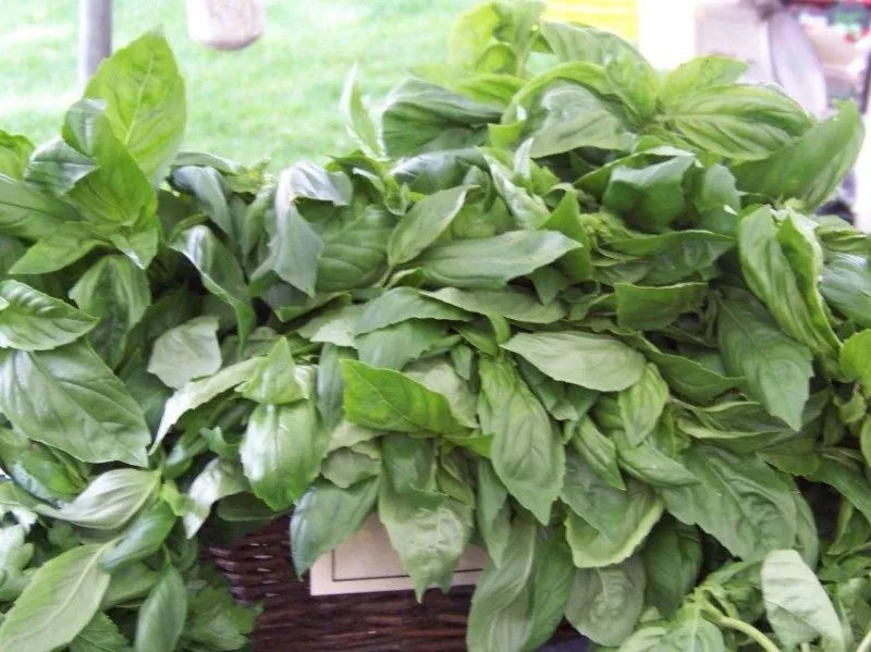 125 Seeds - Lemon Scented Basil - Aromatic Herb - Ocimum basilicum - GroCo USA - Buy 15, Ships Free