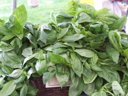 125 Seeds - Lemon Scented Basil - Aromatic Herb - Ocimum basilicum - GroCo USA - Buy 15, Ships Free