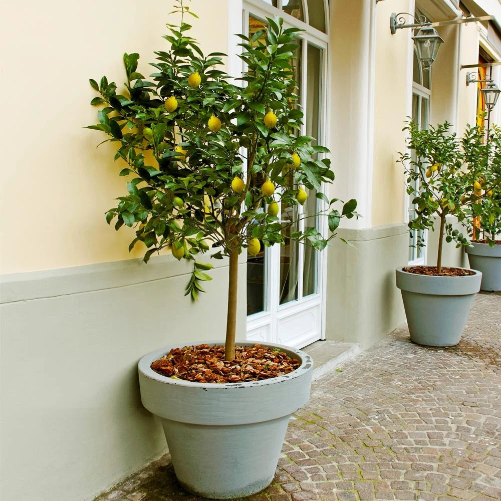 Meyer Lemon Tree - Live Citrus Plant 8-14" Tall in 10" Pot - Citrus limon