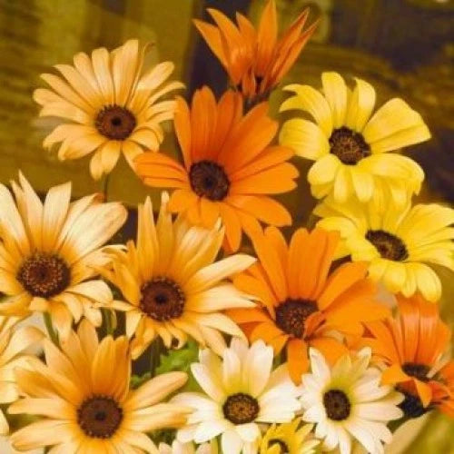 195 Seeds African Daisy - Sun/Heat Orange/Yellow - Osteospermum spp. - Buy 15, Ships Free - GroCo