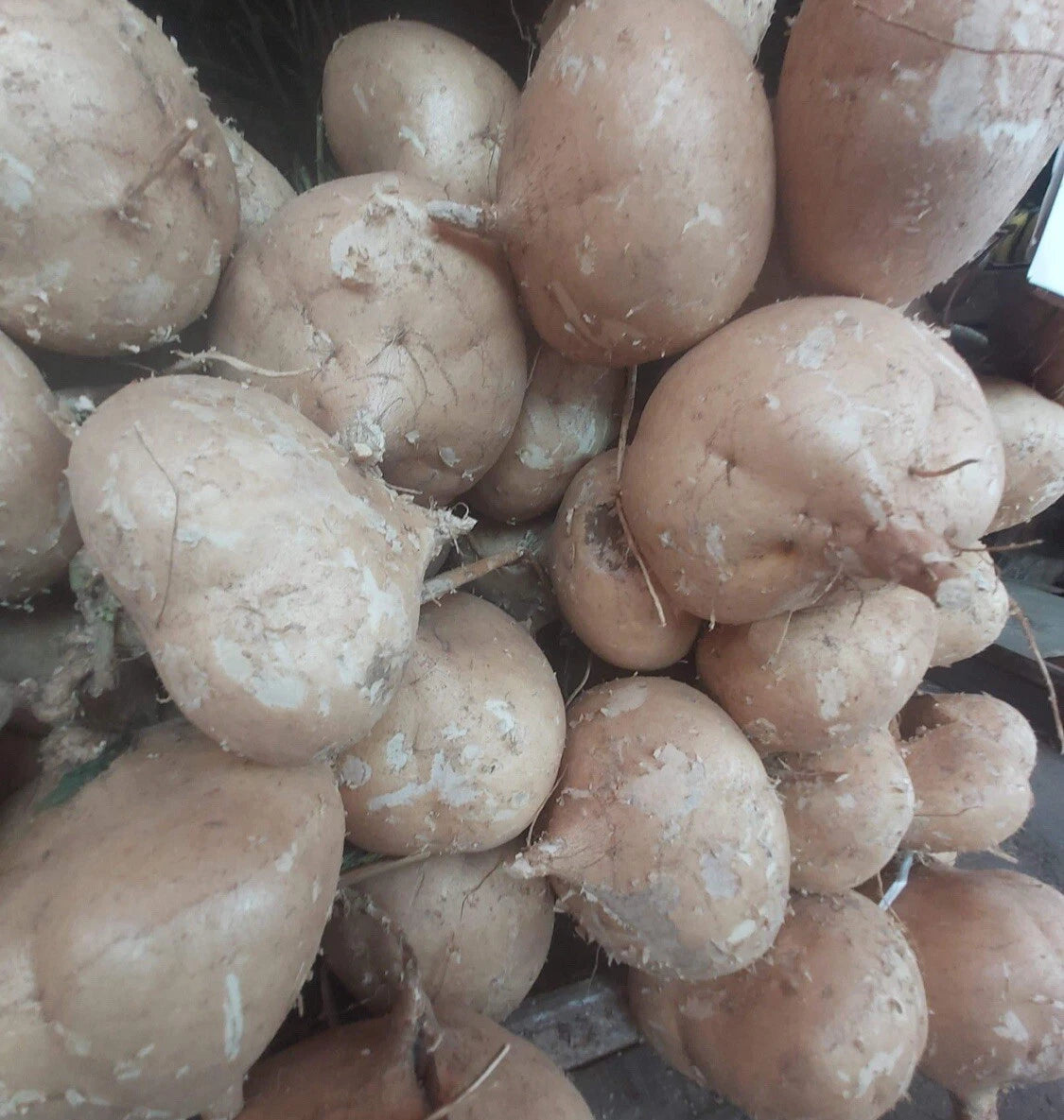 Jicama Seeds - 50+ Seeds - Mexican Yam Bean/Turnip - Pachyrhizus erosus