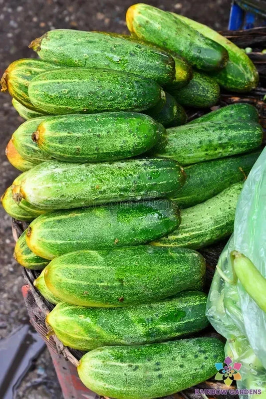 Indio Cucumber Seeds - 25+ Heirloom Seeds for Garden Planting - Cucumis sativus - USA