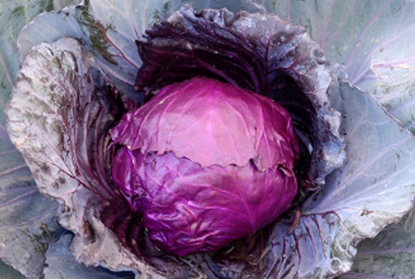 Cabbage Seeds - Mammoth Red Rock Variety - Fresh Heirloom Vegetable Seeds - Brassica oleracea