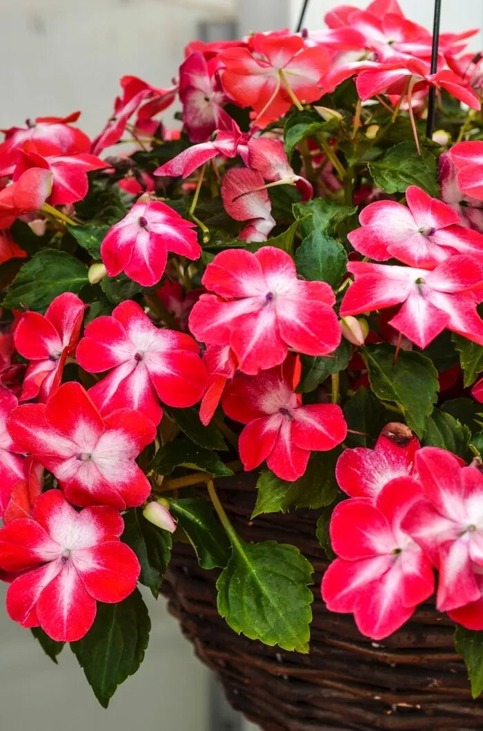 Busy Lizzy Seeds 100 Count - Impatiens Super Elfin XP Red Starburst - Non-California Shipping