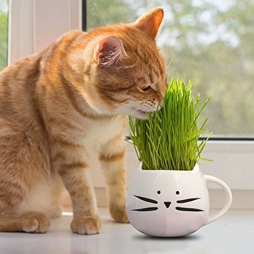 Cat Grass Seeds | Non-GMO Heirloom Variety | Herb Seeds for Cats | (Avena sativa)