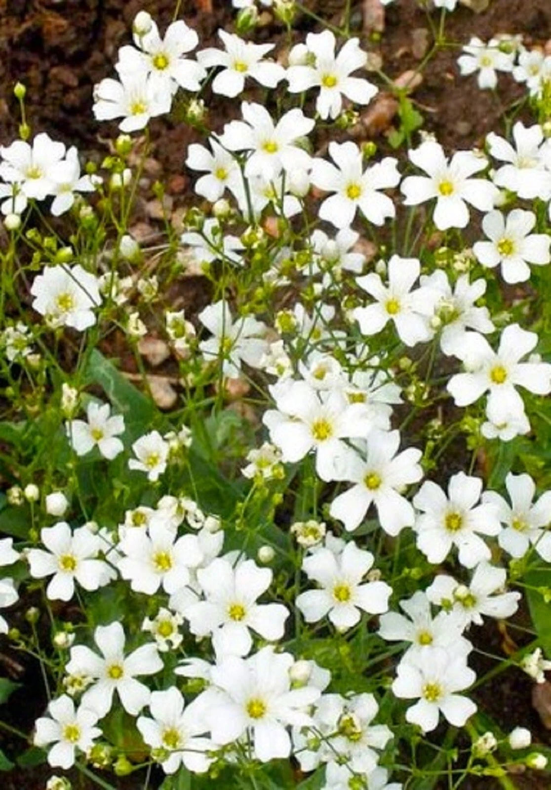 Baby's Breath Seeds - 500+ Seeds - Gypsophila paniculata - Perfect for Gardens & Bouquets
