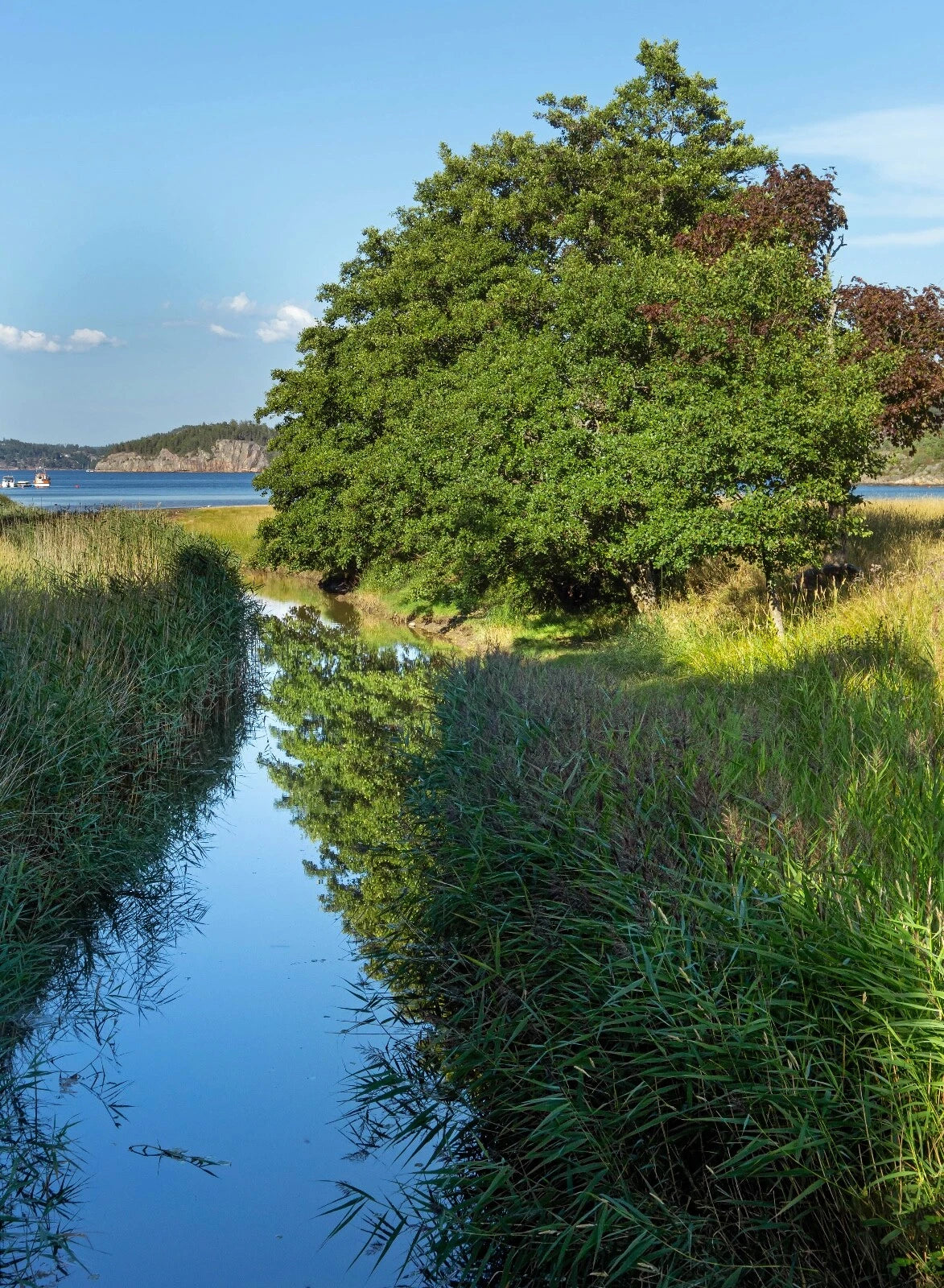 Black Alder Tree Seeds - Alnus glutinosa - European Alder - Hardy Seeds for Planting and Reforestation