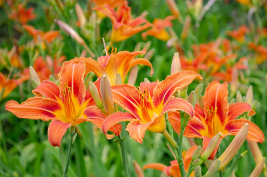 10 Organic Perennial Orange Daylilies Plants - Hemerocallis spp. - Easy to Grow, Edible, Butterfly Attracting, Low Maintenance