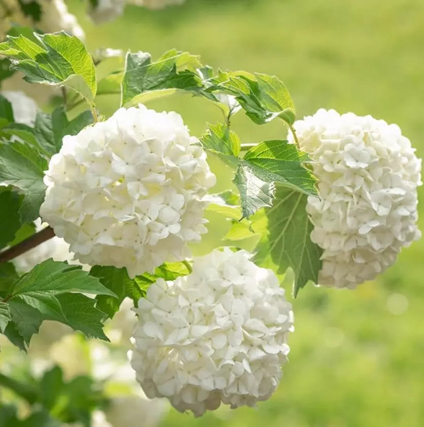 Old Fashioned Snowball Viburnum Shrub 4-12" Tall Live Plant 4" Pot Viburnum opulus Deciduous Full Sun Fast-Growing Zones 3-8