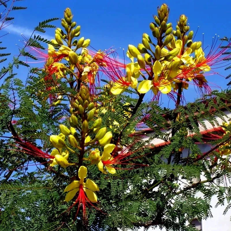 Bird of Paradise Seeds - Mexican Desert Yellow Variety - C. Gilliesii Flowering Shrub Tree Seeds