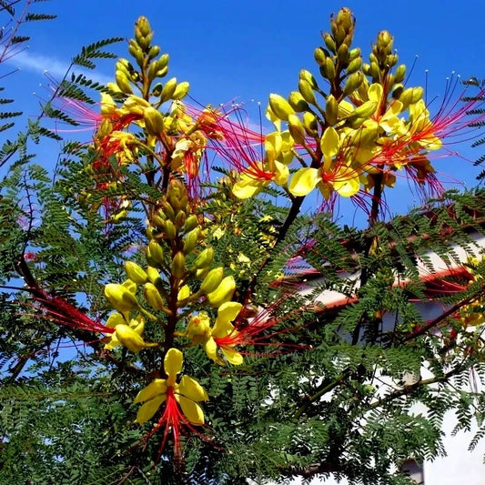 Bird of Paradise Seeds - Mexican Desert Yellow Variety - C. Gilliesii Flowering Shrub Tree Seeds