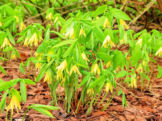 Bellwort Seeds - 10 Pack - Weeping Bell Shaped Blooms - Uvularia grandiflora
