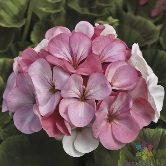 25+ Pinto Premium White to Rose Geranium Seeds - Pelargonium × hortorum - Perfect for Garden Planting - USA