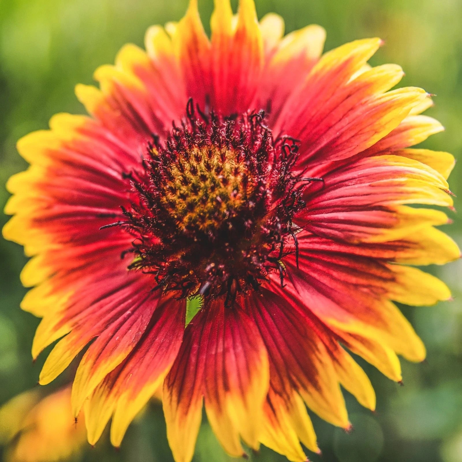 Indian Blanket Flower Seeds - 200+ Count - Gaillardia pulchella - Vibrant Wildflower Seeds for 2025 Planting