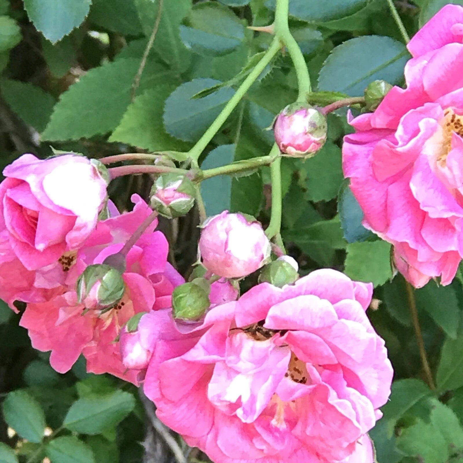 Pink Seven Sisters Heirloom Climbing Rose Bare Root Live Plants 8-12" - Rosa 'Seven Sisters'