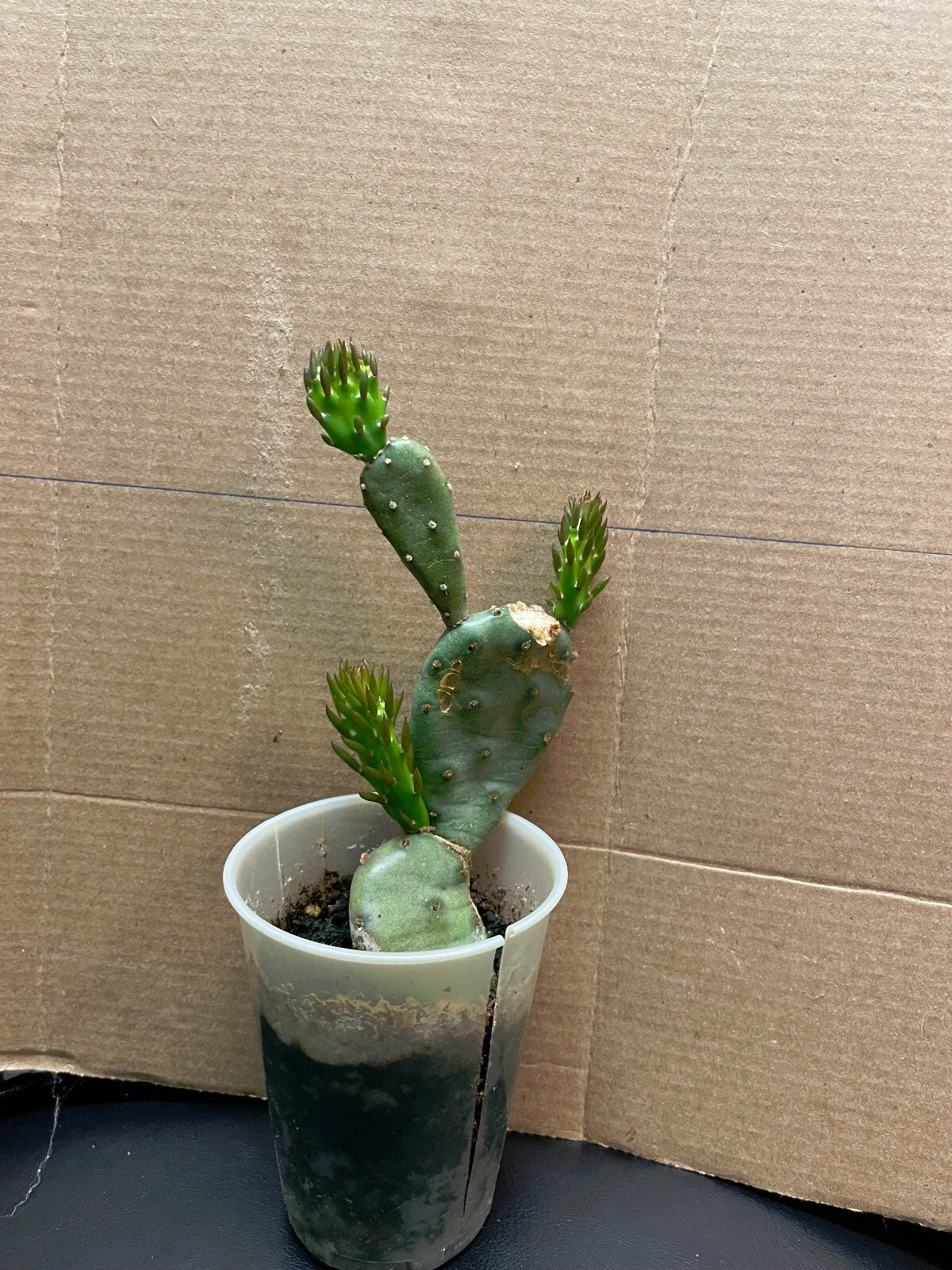 Prickly Pear Cactus Plant - Ready to Bloom - Opuntia ficus-indica - Indoor/Outdoor Gardening