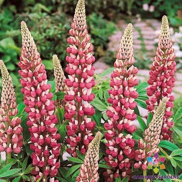 Chatelaine Lupine Seeds - 25+ Premium Seeds for Garden Planting - Lupinus polyphyllus - USA, Free Shipping