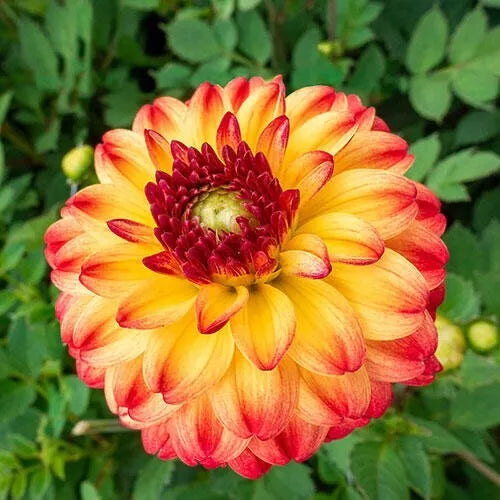 25 Kasagi Dahlia Seeds - Perennial Flower Seeds for Vibrant Blooms - Ideal for Gardens - Dahlia pinnata