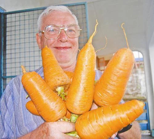Giant Carrot Seeds Bulk 1000 Seeds Medicinal Healthful Fiber Antioxidant Daucus carota