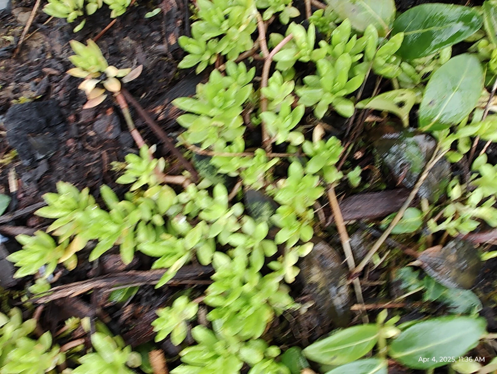 Creeping Sedum Groundcover Plants - 50 Perennial Plants, Varieties 1" to 3" - Sedum spp.