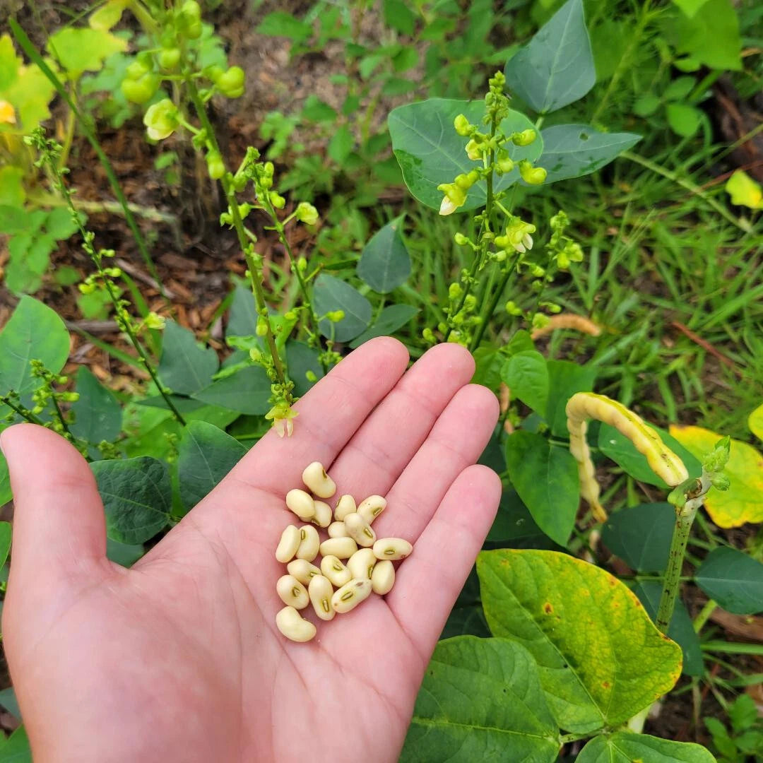 Butter Bean Seeds - 15 Seeds - Organic Cream 40 Variety - Hardy Cow Pea - Florida Grown