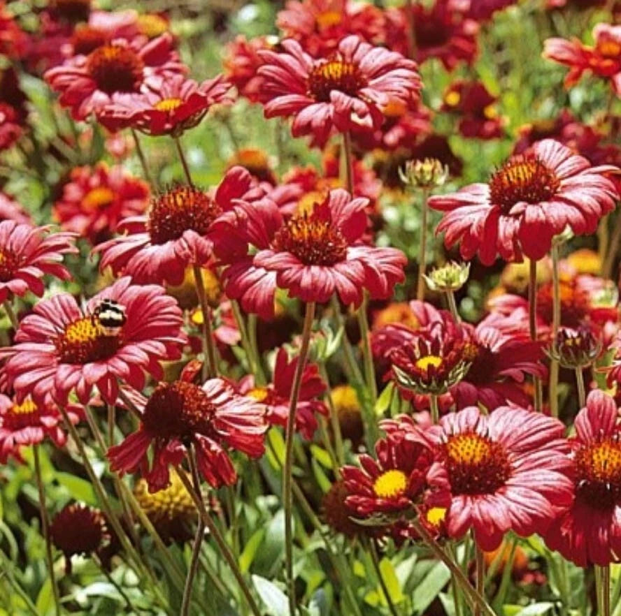 Burgundy Blanket Flower Seeds - Gaillardia Perennial - Non-GMO - 100 Count