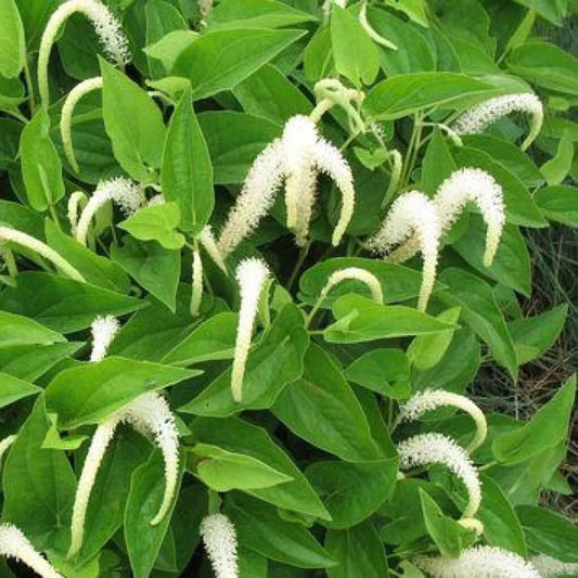 Lizard's Tail Plants - Bareroot 3-Pack - Saururus cernuus - Winter Hardy Aquatic Marginal Pond Plant - Perennial Groundcover