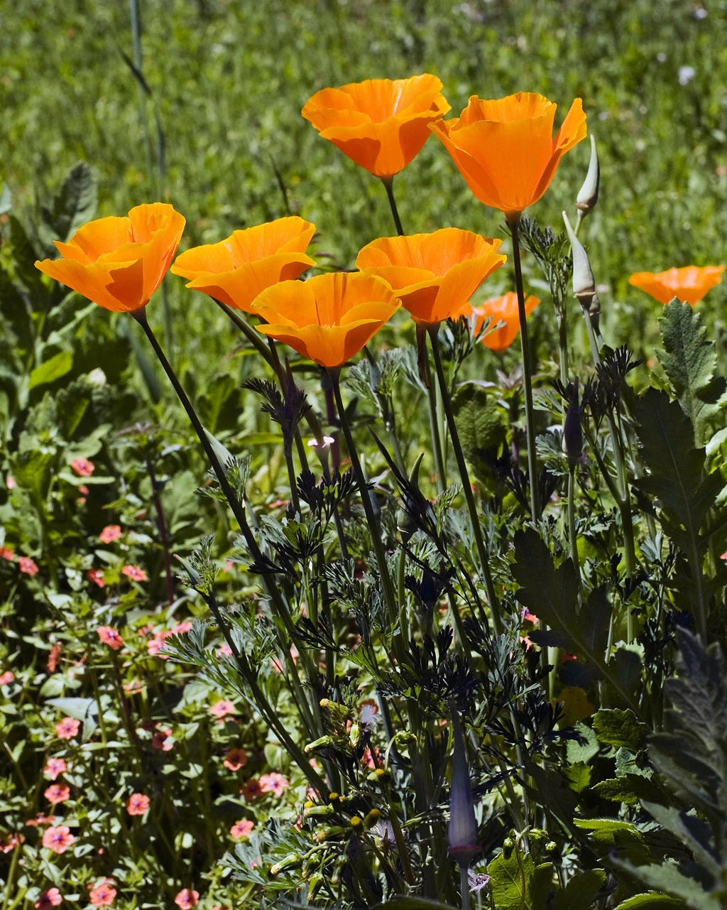 California Poppy Seeds 265 Count - Bright Orange Variety - Eschscholzia californica - Free Shipping on 15+ Orders