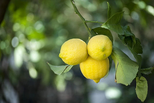 Barbados Nut Tree Seeds - 10 Pack - Physic Nut, Jatropha curcas - Ideal for Planting and Gardening