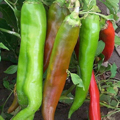 Big Jim Hot Pepper Seeds, Organic Non-GMO, 30 Count, Capsicum annuum, Hot-Medium Variety, 12-Inch Length