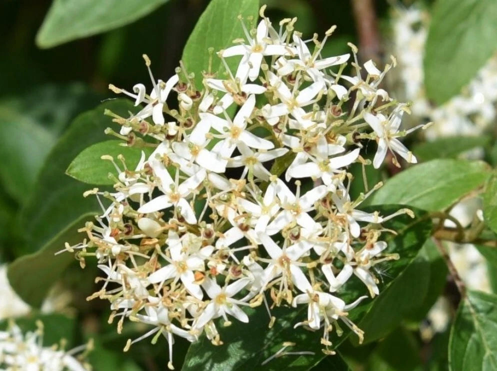 Silky Dogwood Plant 6" Tall 4" Pot Cornus Amomum 4 Season Shrub Deciduous Blue-Green Leaves Creamy Flowers Bluish Berries