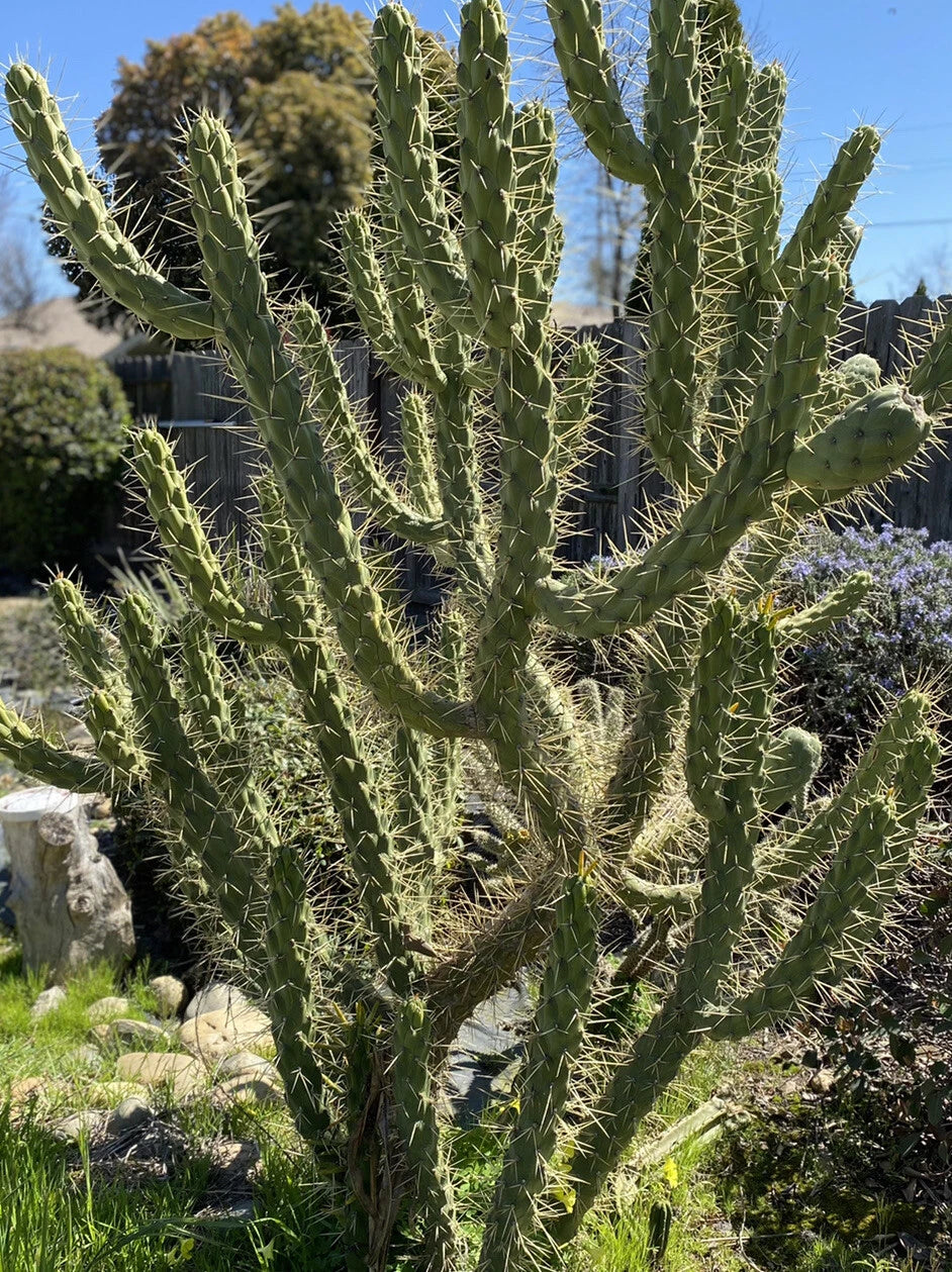 4 Inch Cuttings Opuntia Subulata Eve’s Needle Cactus - Drought-Tolerant Succulent Plant for Home Decor