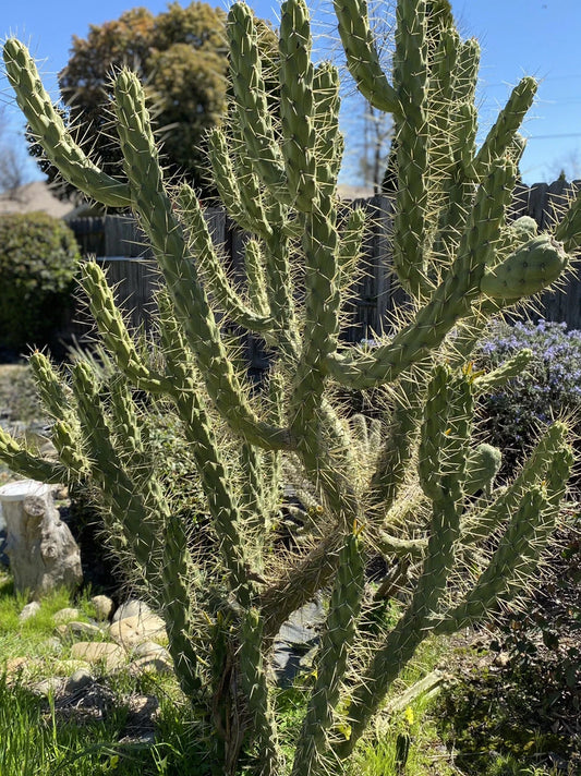 4 Inch Cuttings Opuntia Subulata Eve’s Needle Cactus - Drought-Tolerant Succulent Plant for Home Decor