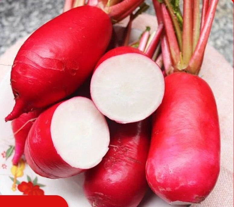 China Rose Radish Seeds - 500+ Red Daikon Winter Radish Microgreens Sprout Seeds - USA Grown