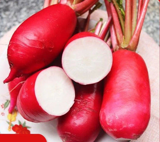 China Rose Radish Seeds - 500+ Red Daikon Winter Radish Microgreens Sprout Seeds - USA Grown